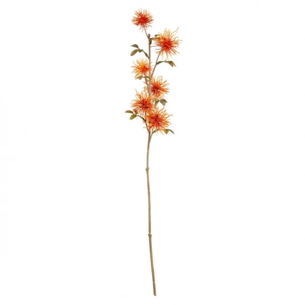 Sonstiger Hersteller Hamamelis – Ca. 51 Cm – Orange 1